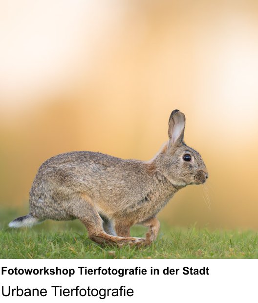 Praxis-Fotoworkshop Nürnberg: Fotoworkshop Tierfotografie in der Stadt – Urbane Tierfotografie