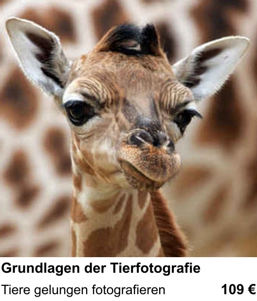 Praxis-Fotoworkshop Nürnberg: Grundlagen der Tierfotografie – Tiere gelungen fotografieren