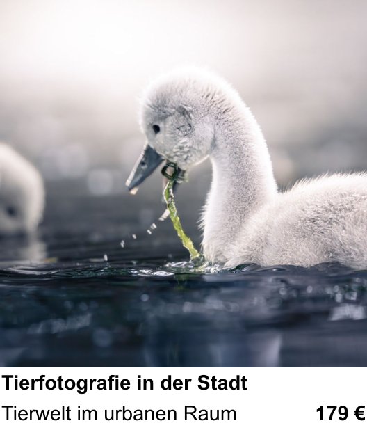 Praxis-Fotoworkshop Nürnberg: Tierfotografie in der Stadt – Tierwelt im urbanen Raum