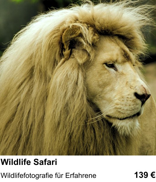 Praxis-Fotoworkshop Nürnberg: Wildlife Safari – Wildlifefotografie für Erfahrene
