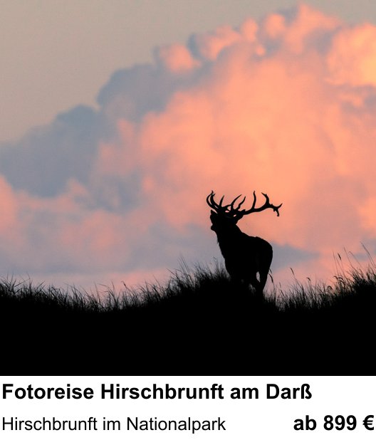 Landschaftlicher Fotoworkshop zu Fotoreise Hirschbrunft am Darß: Hirschbrunft im Nationalpark