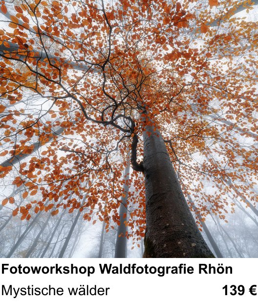 Landschaftlicher Fotoworkshop zu Fotoworkshop Waldfotografie Rhön: Mystische wälder