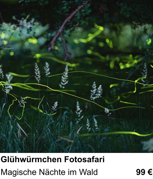 Landschaftlicher Fotoworkshop zu Glühwürmchen Fotosafari: Magische Nächte im Wald