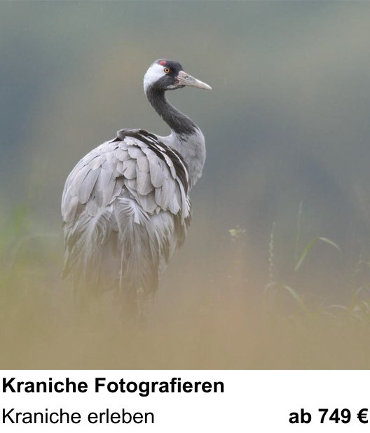 Landschaftlicher Fotoworkshop zu Kraniche Fotografieren: Kraniche erleben