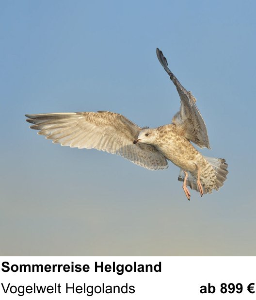 Landschaftlicher Fotoworkshop zu Naturfotografie auf der Hochseeinsel: Vogelwelt Helgolands