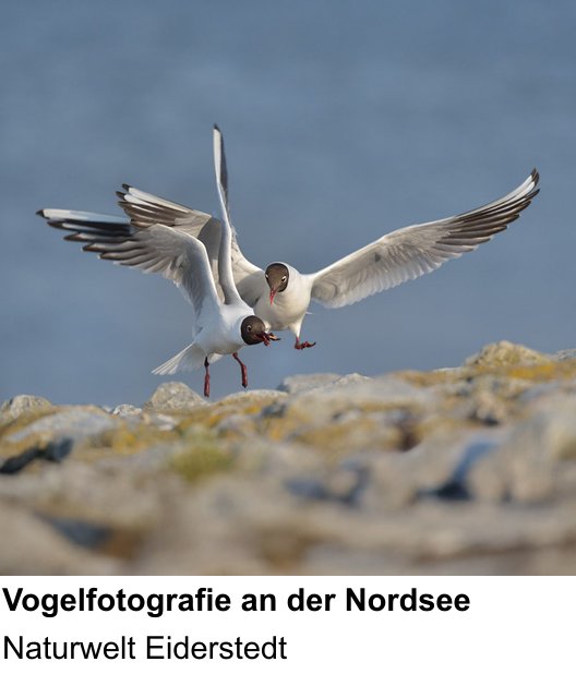 Landschaftlicher Fotoworkshop zu Küstenvögel und Landschaft an der Nordsee: Naturwelt Eiderstedt