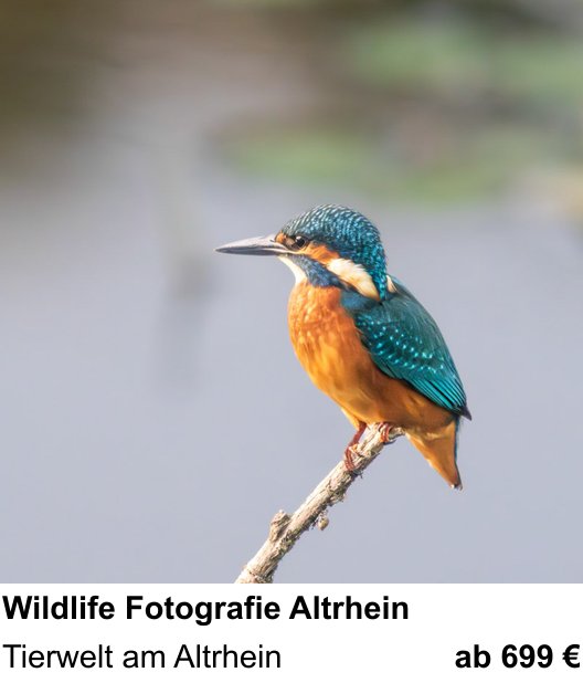Landschaftlicher Fotoworkshop zu Wildlife Fotografie Altrhein: Tierwelt am Altrhein