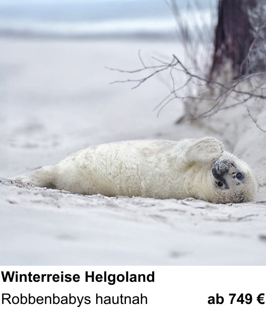 Landschaftlicher Fotoworkshop zu Winterliche Tierfotografie auf Helgoland: Robbenbabys hautnah